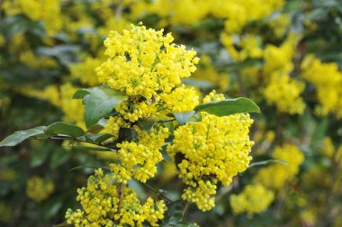 Mahonia çiçeği