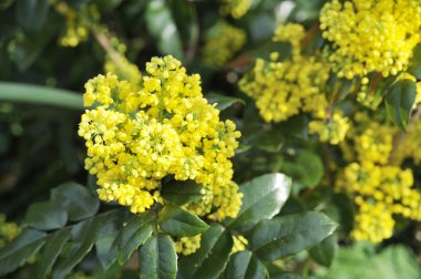 Mahonia çiçeği