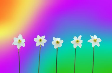 Daffodils over rainbow background clipart