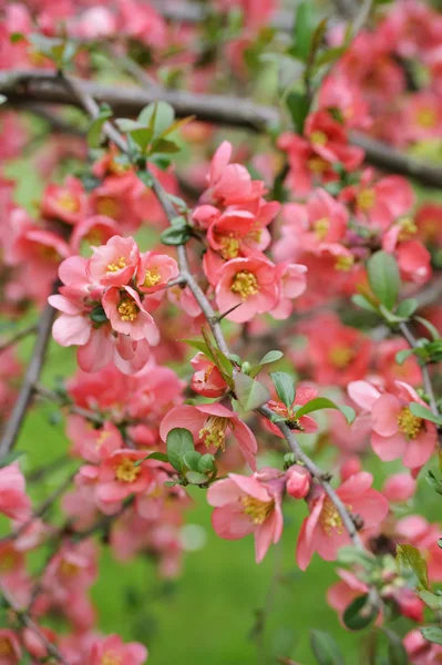 Japanese quince branch - blossoming — Stock Photo, Image