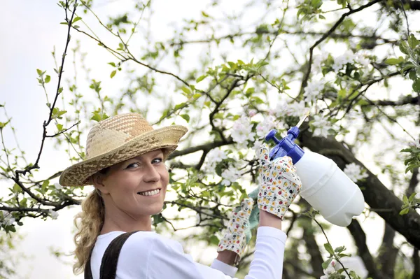Jovem mulher pulverizando macieira — Fotografia de Stock