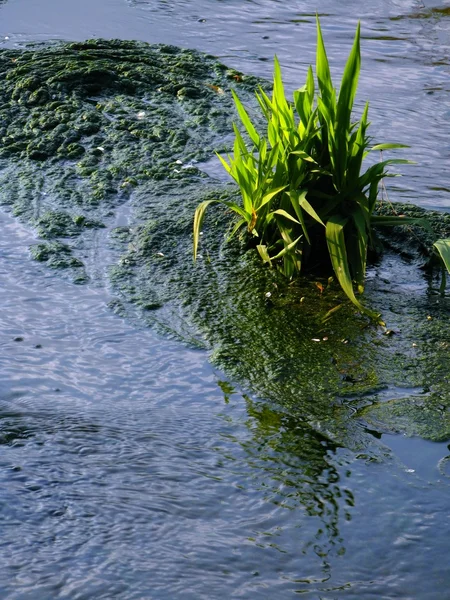Closeup view of grass - edge of river — Stock Photo, Image