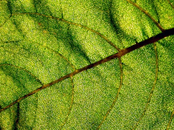 Blatt der Sonnenblume - Detail — Stockfoto