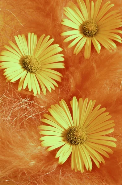 Žlutý květ s peřím — Stock fotografie