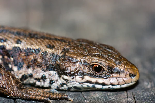 stock image Smilling lizard