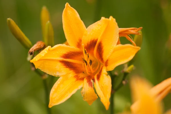 stock image Yellow Lilies