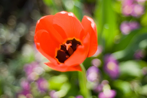 Tulip blured abstract — Stock Photo, Image