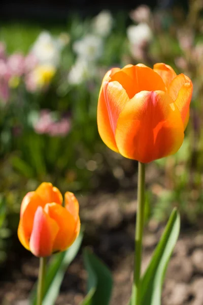 Two Tulips growing — Stock Photo, Image