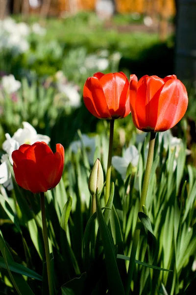 Three Tulips growing — Stock Photo, Image