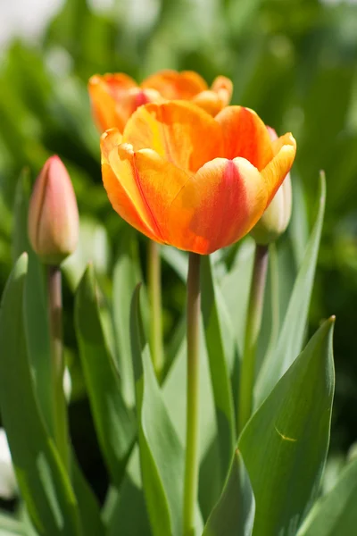 Tulip growing — Stock Photo, Image