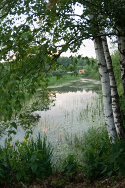 Three Birch at Pond