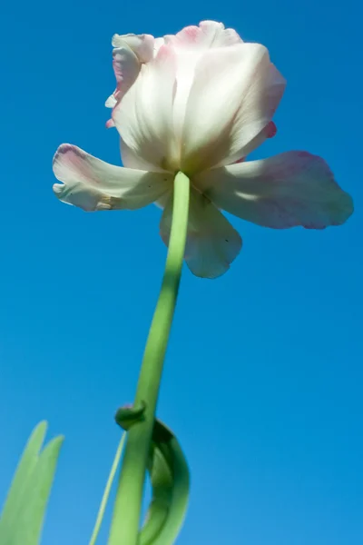 One white tulip — Stock Photo, Image