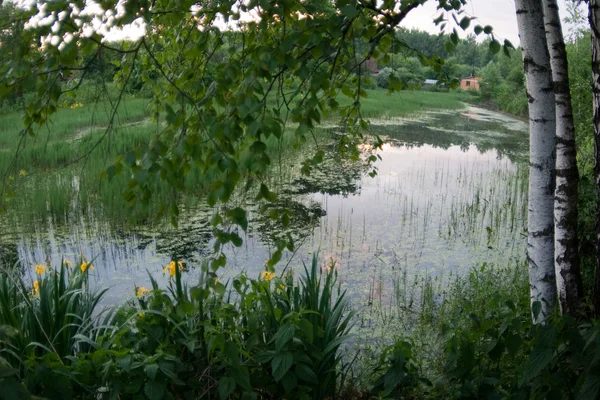 Three Birch at Pond