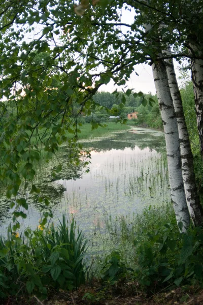 Tre Birch at Pond – stockfoto
