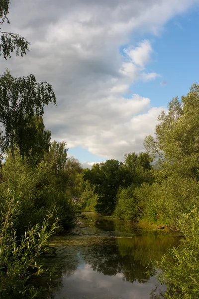 Birke am Teich — Stockfoto