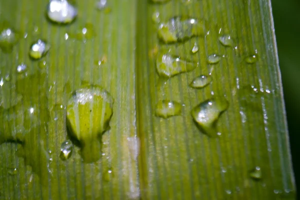 Leaf background with rain drops — Stock Photo, Image