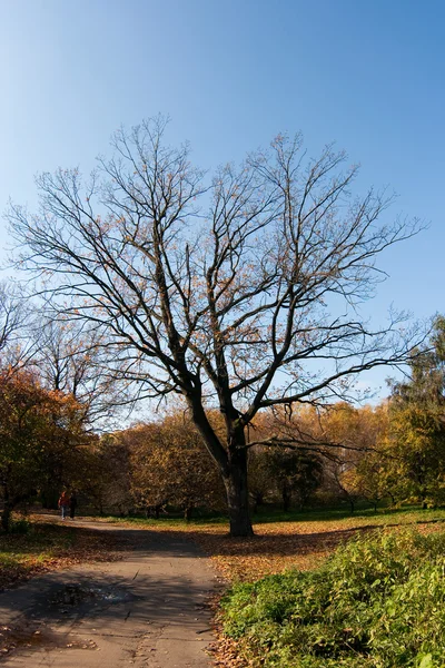 stock image Oak in the park