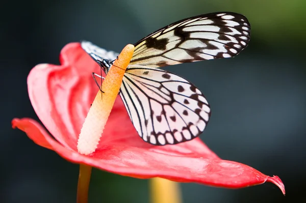 stock image Schmetterling auf einer Blume