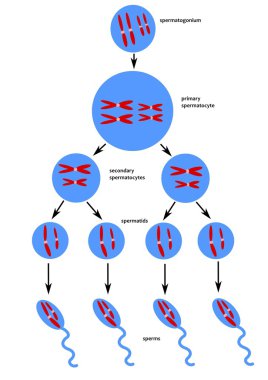 Scheme of spermatogenesis clipart