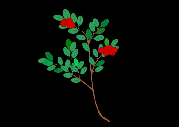 Tranbär illustration — Stockfoto