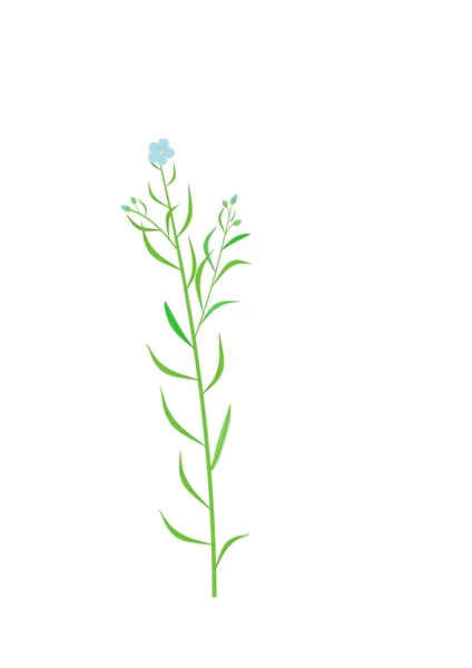 Illustration of pale flax (Linum) — Stock Photo, Image