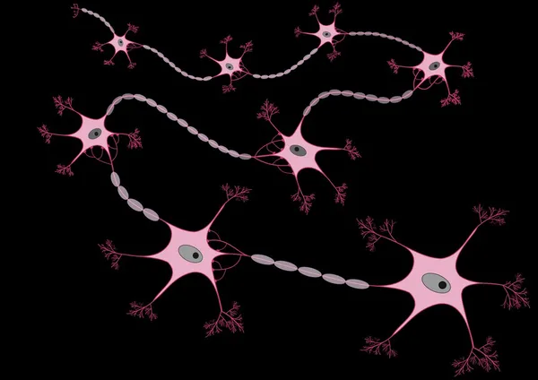 stock image Neurons