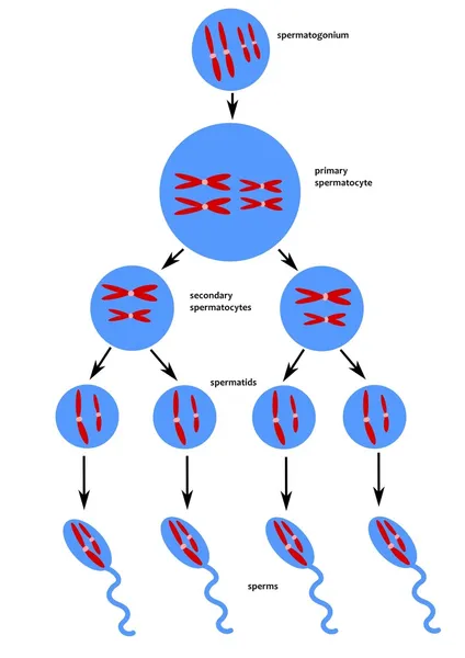 Схема сперматогенеза — стоковое фото