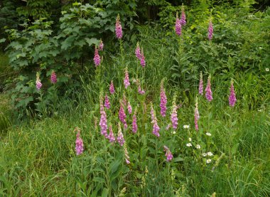 Yüksükotu (Digitalis purpurea) ve papatya