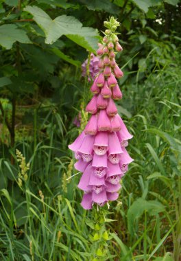 Foxglove (Digitalis purpurea) clipart