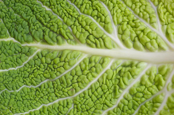 stock image Green background - cabbage