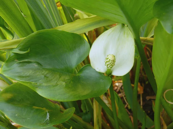 stock image Bog Arum (Marsh Calla, Calla palustris)