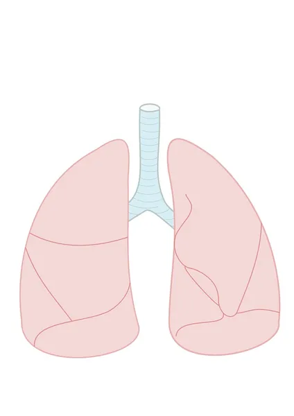 stock image Lungs