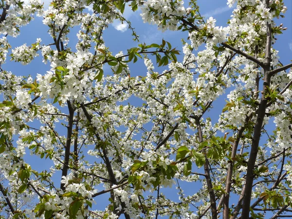 stock image Cherry tree