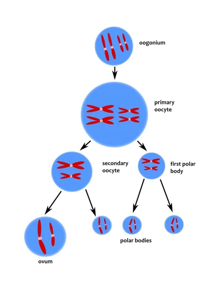 Схема оогенеза — стоковое фото