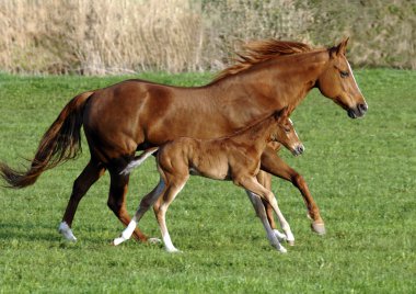 Horse with foal clipart