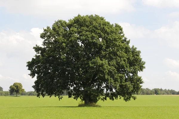 Single tree — Stock Photo, Image
