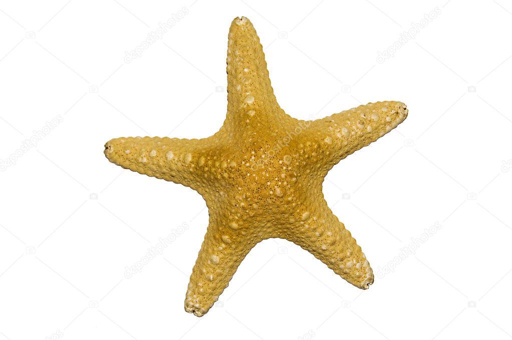 Dried Star Fish