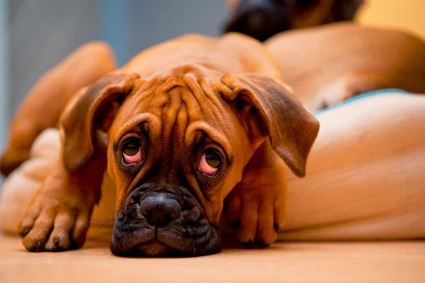 Boxer alemão - cão de cachorro triste — Fotografia de Stock