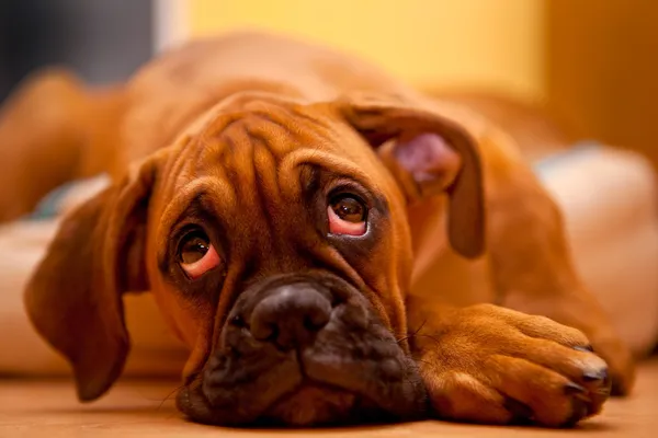 German boxer - sad puppy dog — Stock Photo, Image