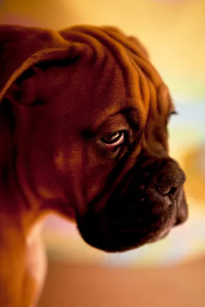 German Boxer - anak anjing yang sedih — Stok Foto