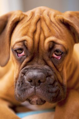 Alman boksör - hüzünlü gözleri olan köpek yavrusu