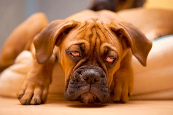 German Boxer - puppy dog with hangover — Stock Photo, Image