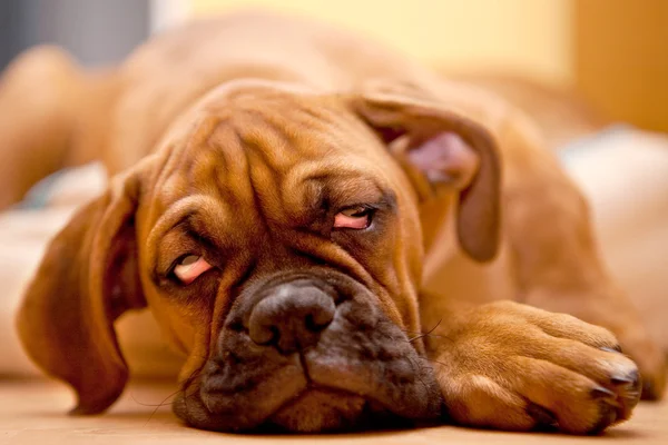 Німецький боксер - собака цуценя з похмілля — стокове фото