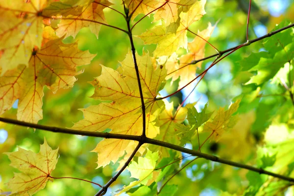 Toamna toamna frunze de arțar — Fotografie, imagine de stoc