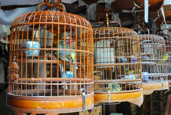 Kuş kafesi — Stok fotoğraf
