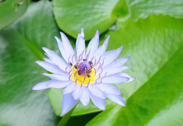 Beautiful blue water lily — Stock Photo, Image