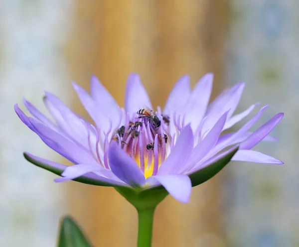 Lila-blauwe lotus — Stockfoto