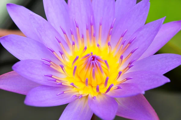 Prachtige blauwe water lily — Stockfoto