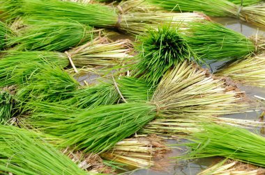 Paddy field clipart