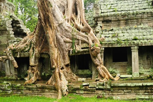 Templo de Ta Prohm, Camboya — Foto de Stock
